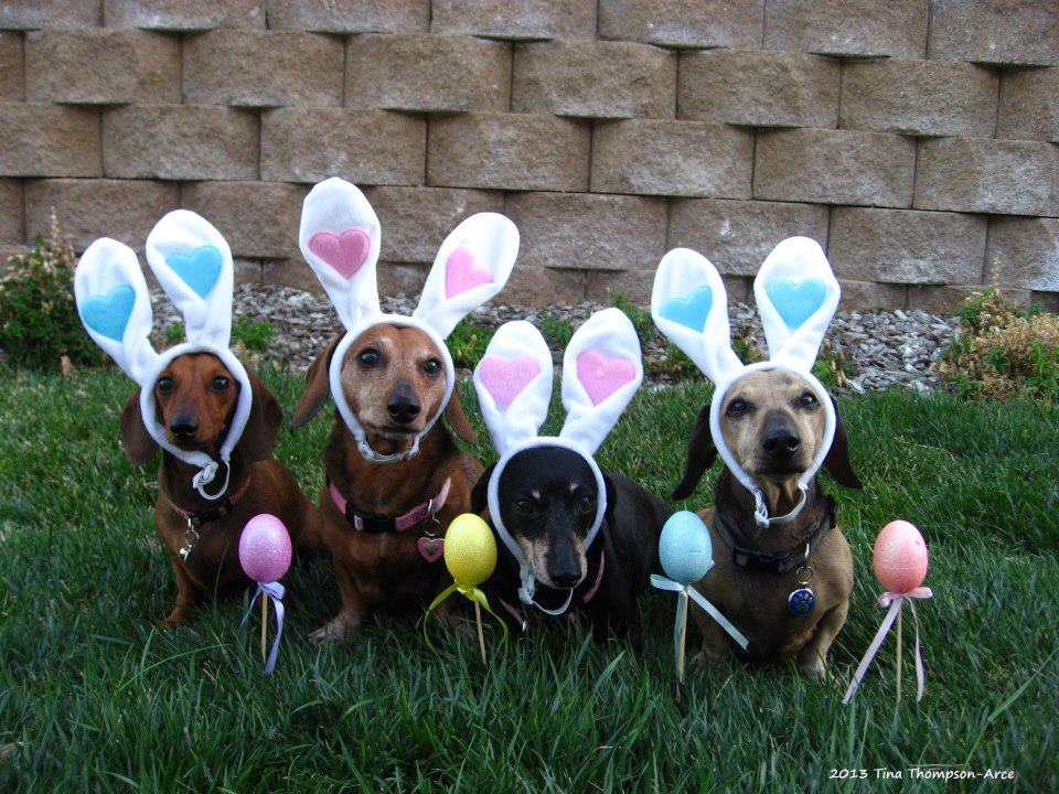 Easter Doxies